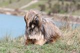 LHASSA APSO 079